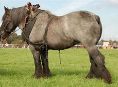 Image result for Dutch Draft Horse Breed