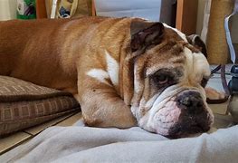 Image result for Chonky Bulldog