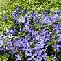 Image result for Clematis integrifolia