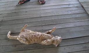 Image result for Smashed Dead Cat