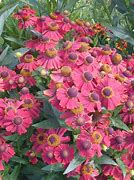 Image result for Helenium Red Jewel