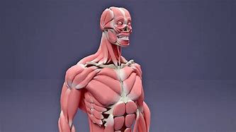 Image result for Human Anatomy Muscle Model