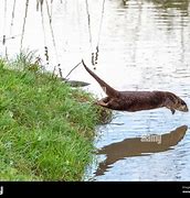 Image result for Otter Jumping