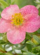 Bildergebnis für Potentilla fruticosa Bellissima