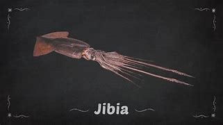 Image result for jibia