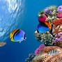 Image result for Fish Wallpaper iPhone Wide