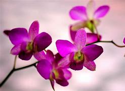 Image result for Orchid Wallpaper HD