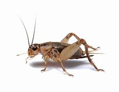 Image result for Cricket Insect Images. Free