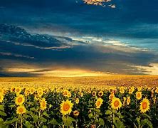Image result for Aesthetic Sunflower HD Wallpapers