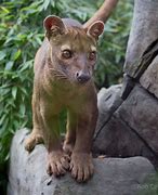 Image result for fosa4