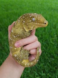 Image result for Rhacodactylus