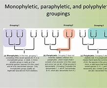 Image result for Difference Between Anaphora and Parallelism