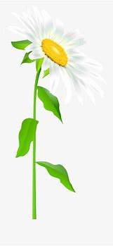 Image result for Daisy Flower with Stem