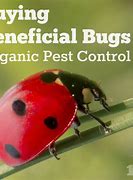 Image result for Beneficial Australian Garden Bugs
