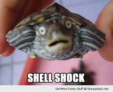 Image result for Turtle Shock Meme