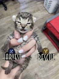 Image result for Harvest Rescue Cat Meme