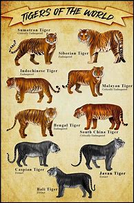 Image result for Tiger Species List