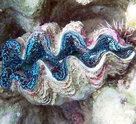 Image result for Photography of a Dark Clam Ocean