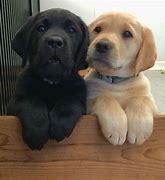 Image result for Labrador Pups