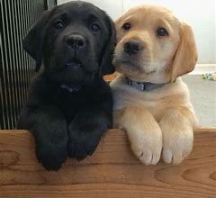 Image result for Too Cute Labrador Puppies