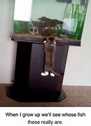 Image result for Cat Floating in Fish Tank Meme