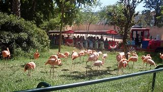 Image result for jardim zoológico