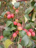 Image result for Apple Ber Red Plant