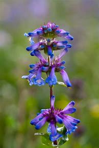 Image result for Penstemon rydbergii