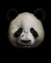 Image result for Panda Bear Face Straight On Black and White Photo