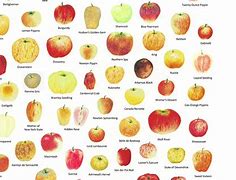 Image result for Green Apple Types