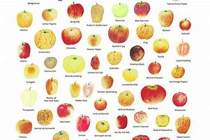 Image result for Maybe Apple's