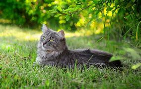 Image result for Cat Image 1024X1024