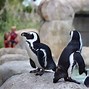 Image result for Zoo Penguin