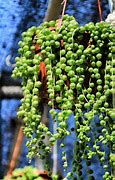 Image result for Types of Hanging Succulent Plants