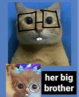 Image result for +Cat Memes Pinsert