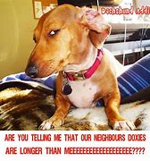 Image result for Dachshunds Doubtful Face