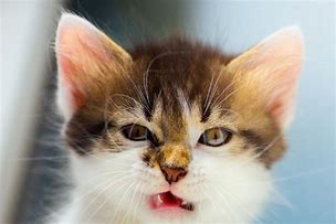 Image result for Funny Cat Face RT Work