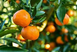 Image result for Citrus Plant