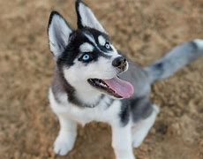 Image result for Husky with No Hair