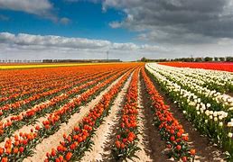 Image result for Tulips Holland Netherlands