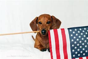Image result for Patriotic Dachshund