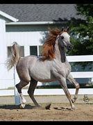 Image result for Rose Grey Arabian Horse