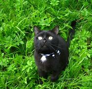 Image result for Funny Black Cat Photos