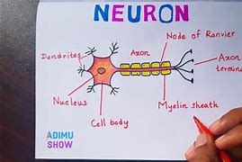 Image result for Neuron Sketch