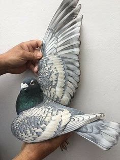 15 Best racing pigeons off colors ideas | racing pigeons, pigeon pictures, pigeon