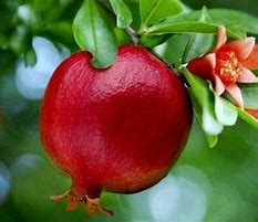 Image result for Annar Tree