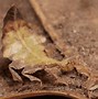 Image result for Green Bugs That Look Like Leaves