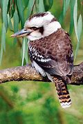 Image result for Kookaburra Cricket Shoes