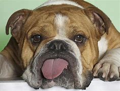 Image result for Cute Dog Photography Funny