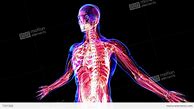Image result for Physical Anatomy of the Human Body
